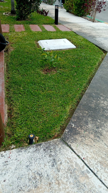 Área común despejada y con jardinería recuperada