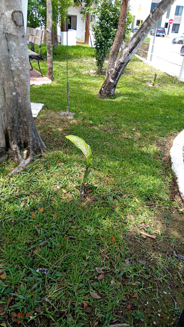 Área verde arbolada mantenida