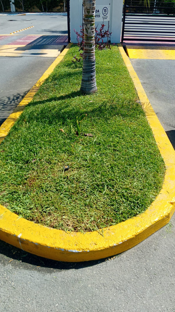 Camellón con césped recortado y guarnición pintada