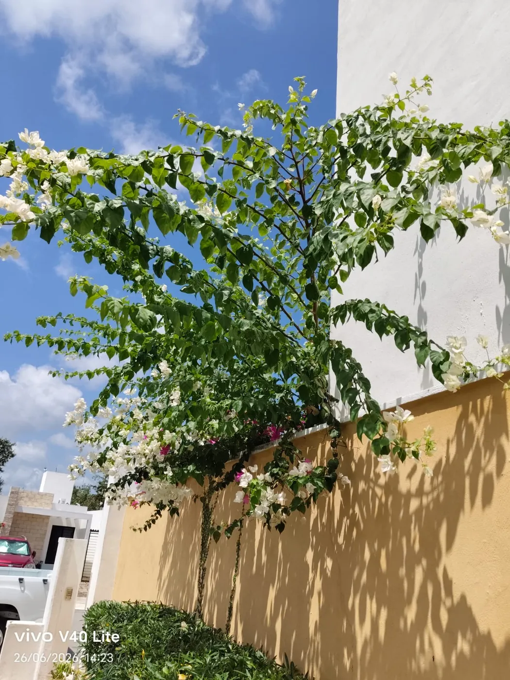 Poda de árbol en área común